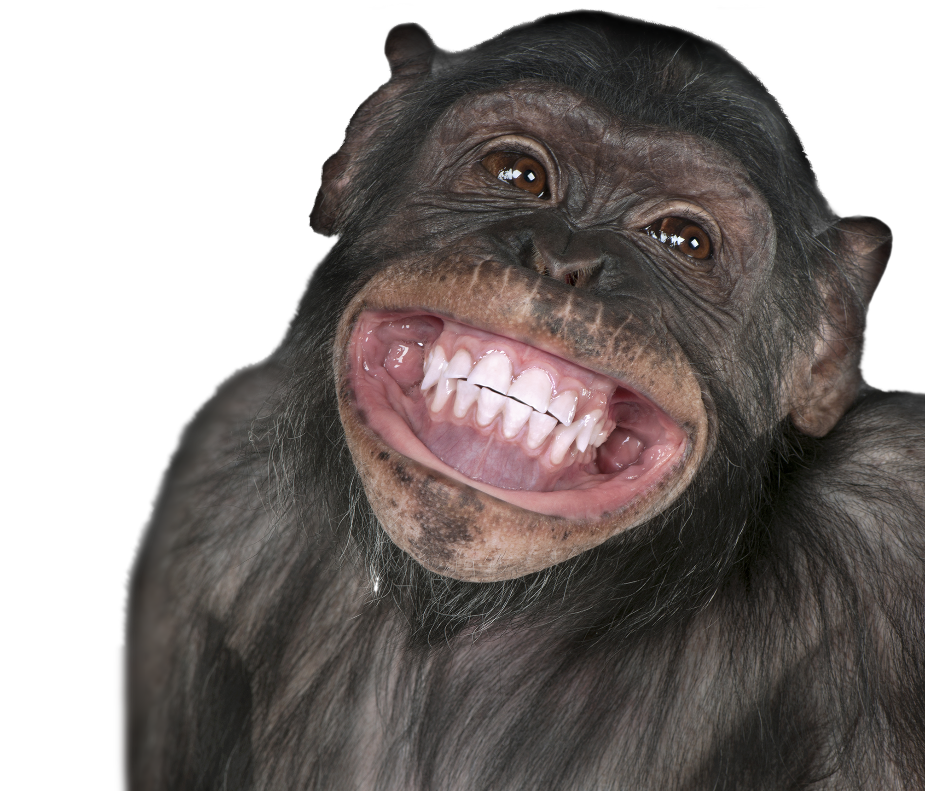 Monkey Smiling Meme