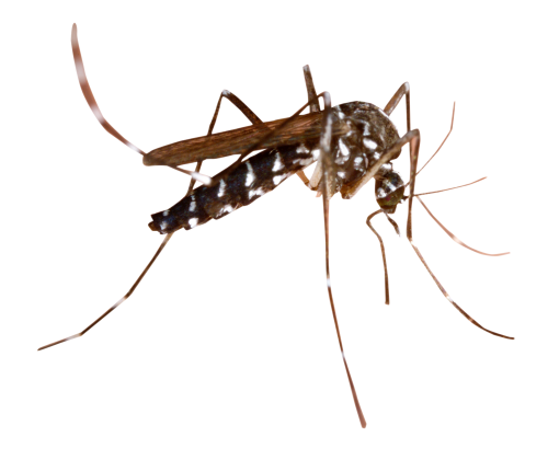 mosquito transparent image #8902