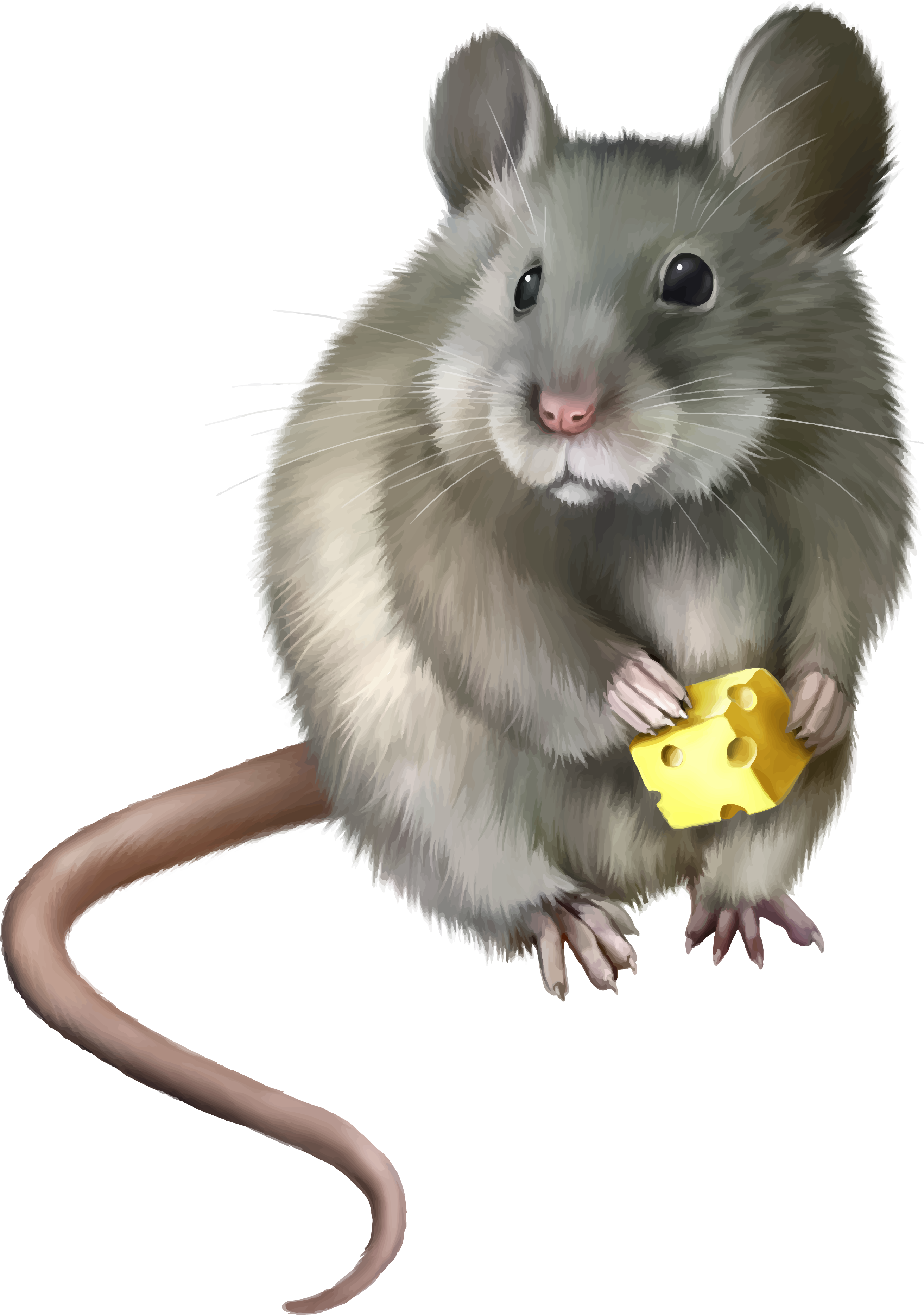 Mouse Animal Png - Tarsha Barrios