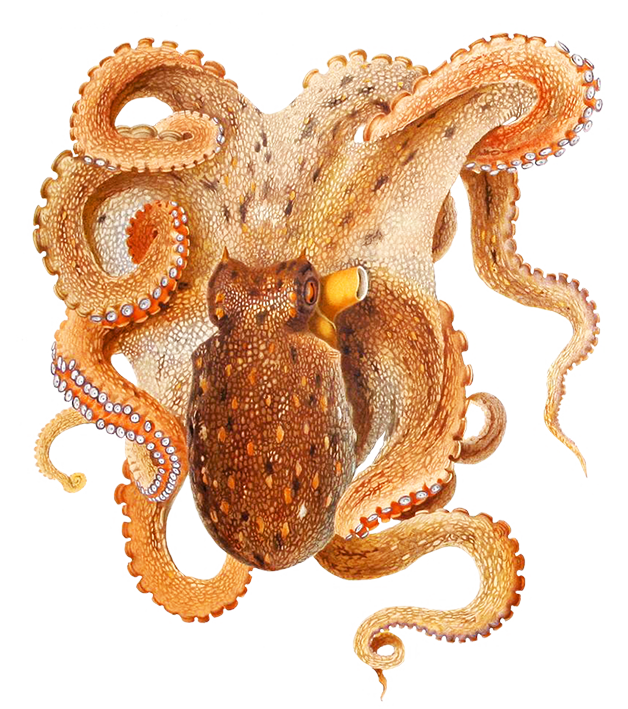 octopus clipart #35495