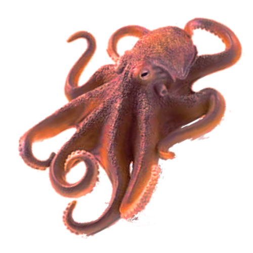 Octopus