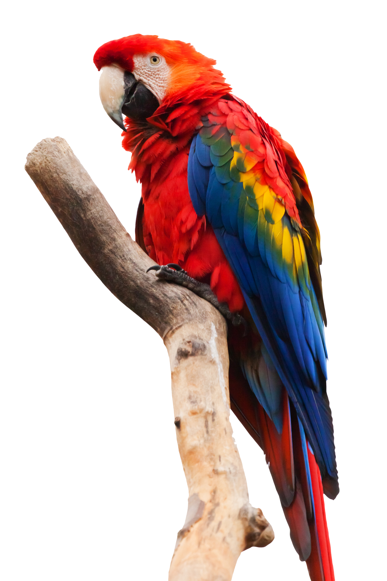 Parrot