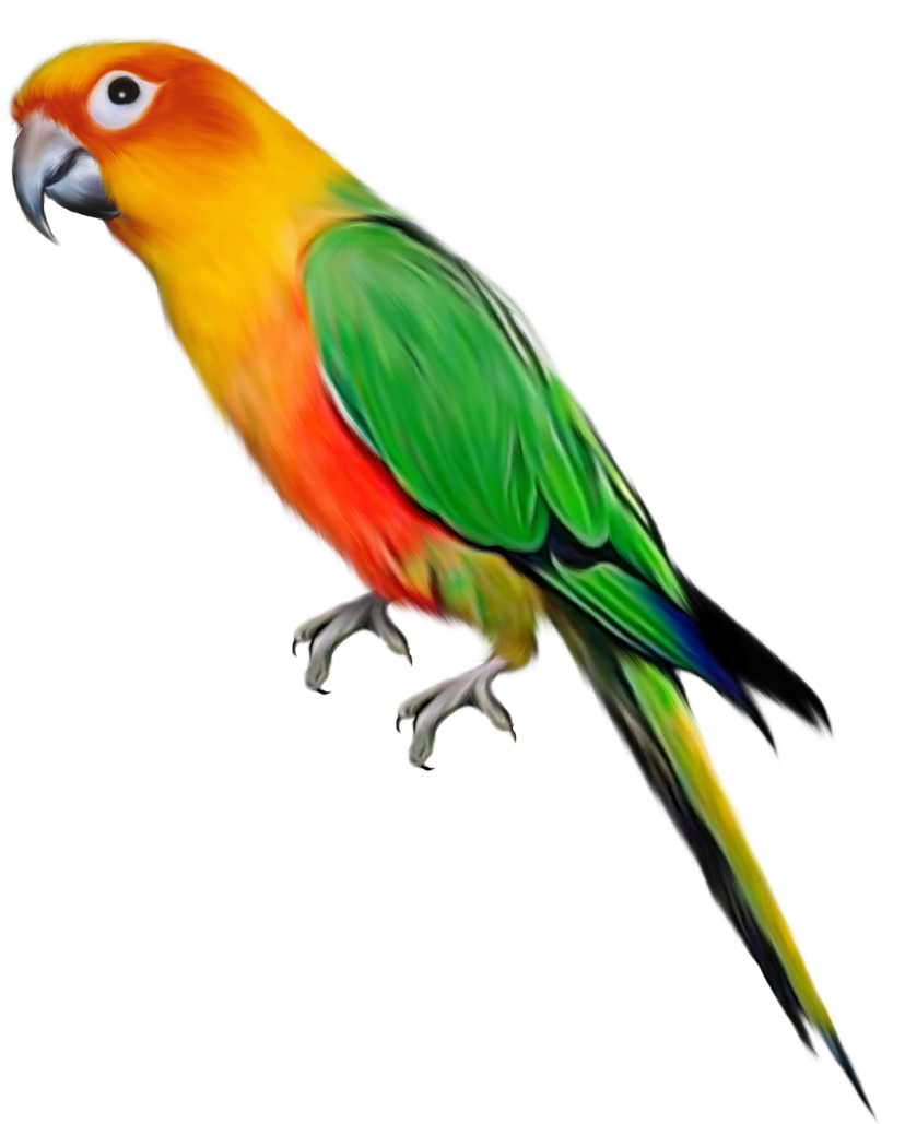 parrot clipart png