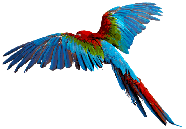 parrot flying png