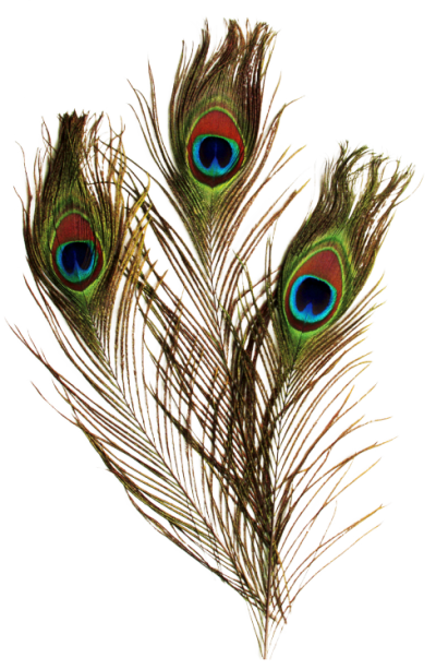 Peacock PNG, Peacock Feather, Peacock Animal Bird Download - Free ...