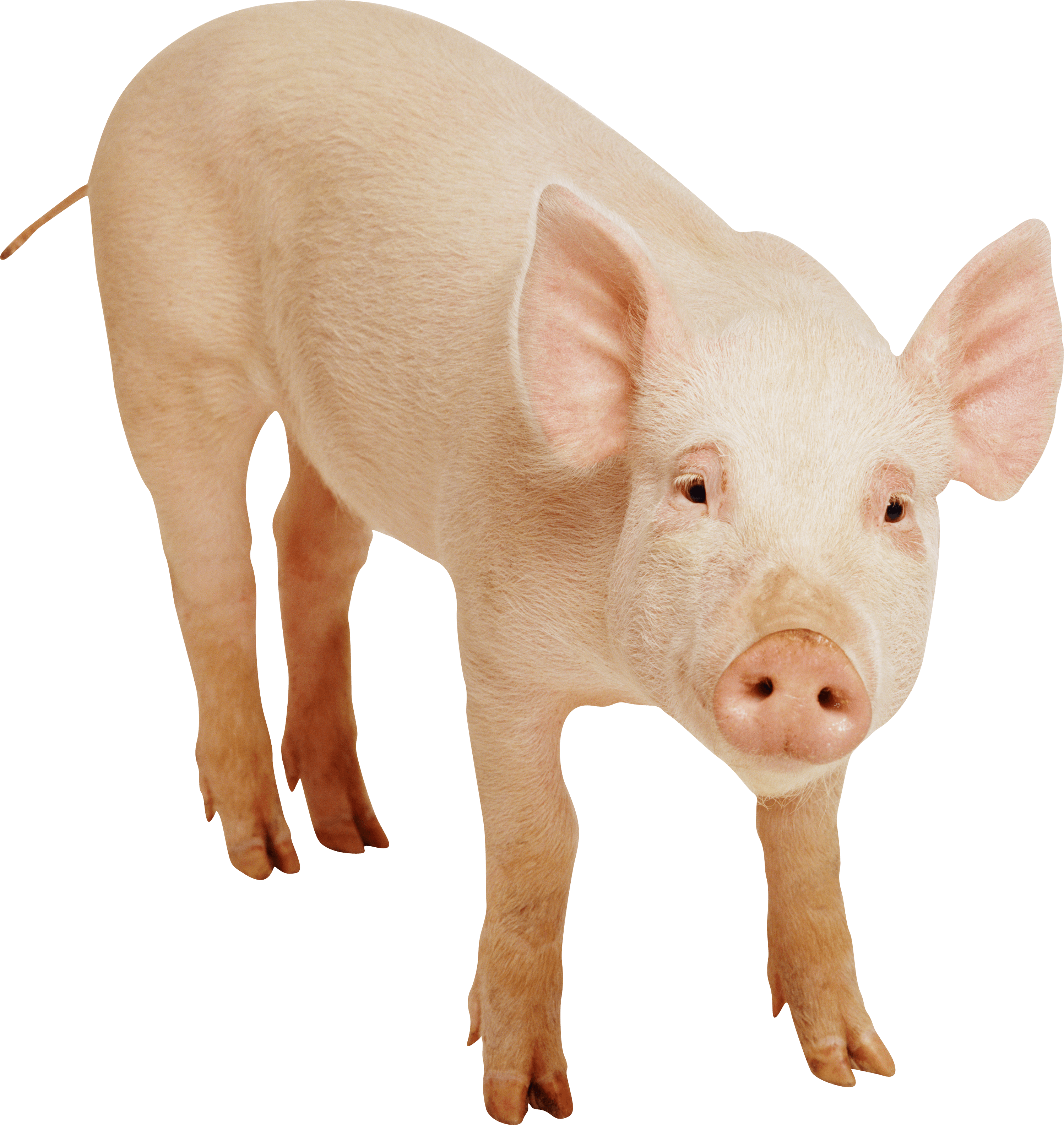 Pig Png Images Cartoon Pig Baby Pig Clipart Free Transparent Png Logos