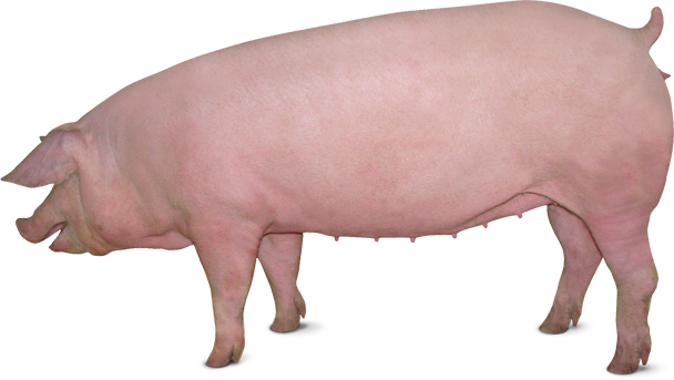 Roblox Pig transparent PNG - StickPNG