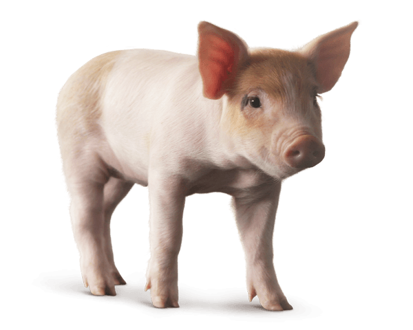 Roblox Piggy transparent PNG - StickPNG