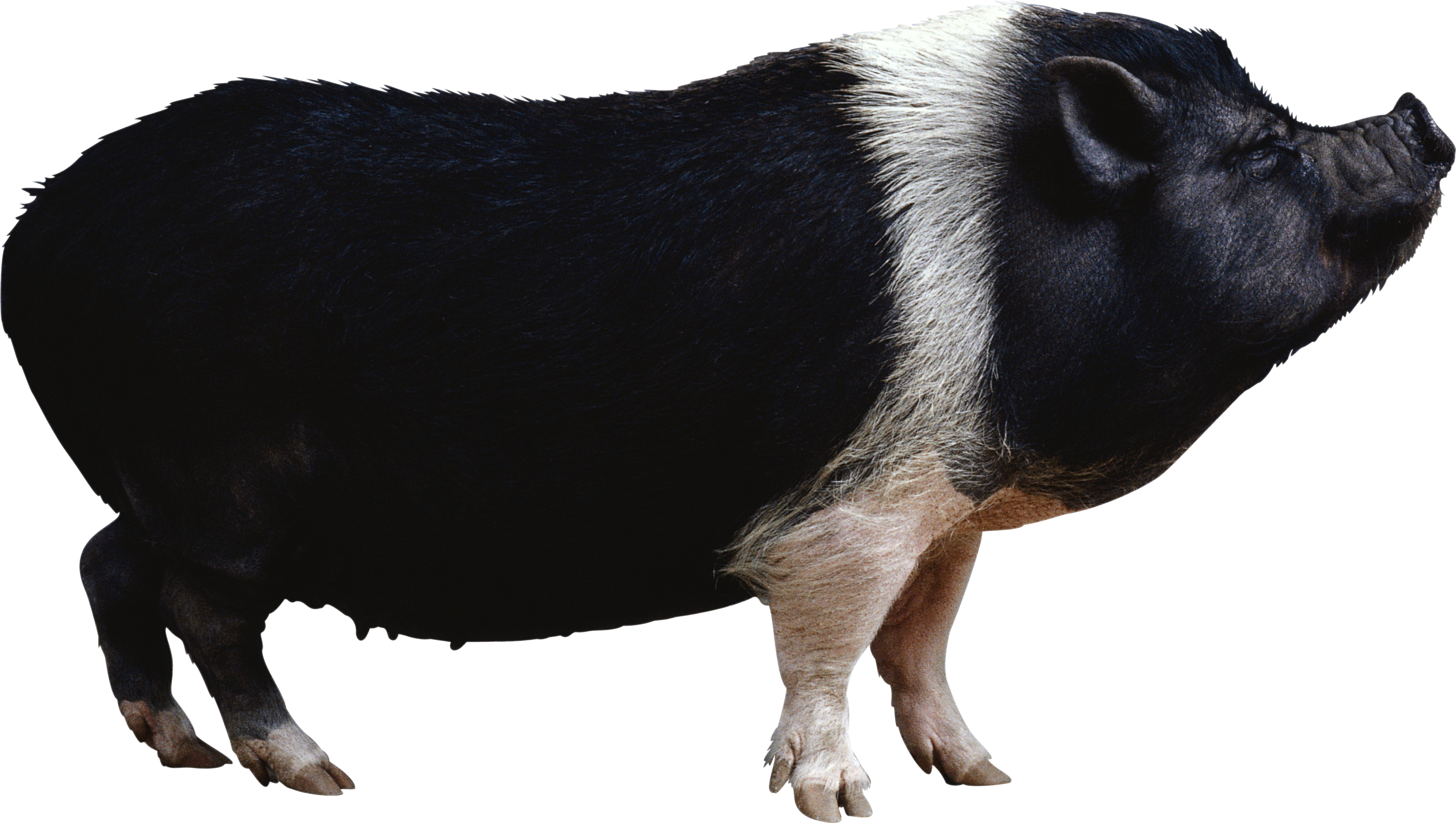 Roblox Piggy PNG transparente - StickPNG