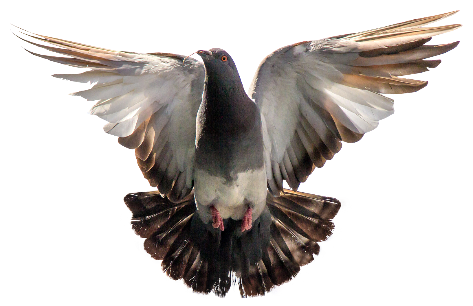 pigeon png transparent image pngpix #17925