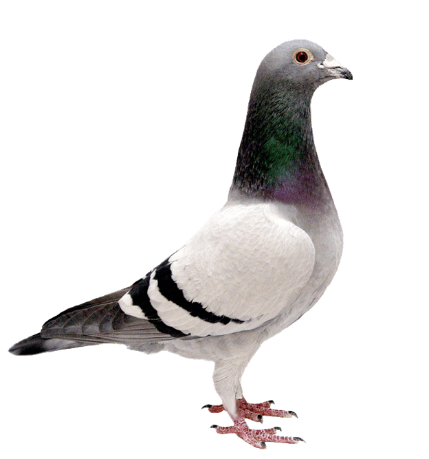 Pigeon