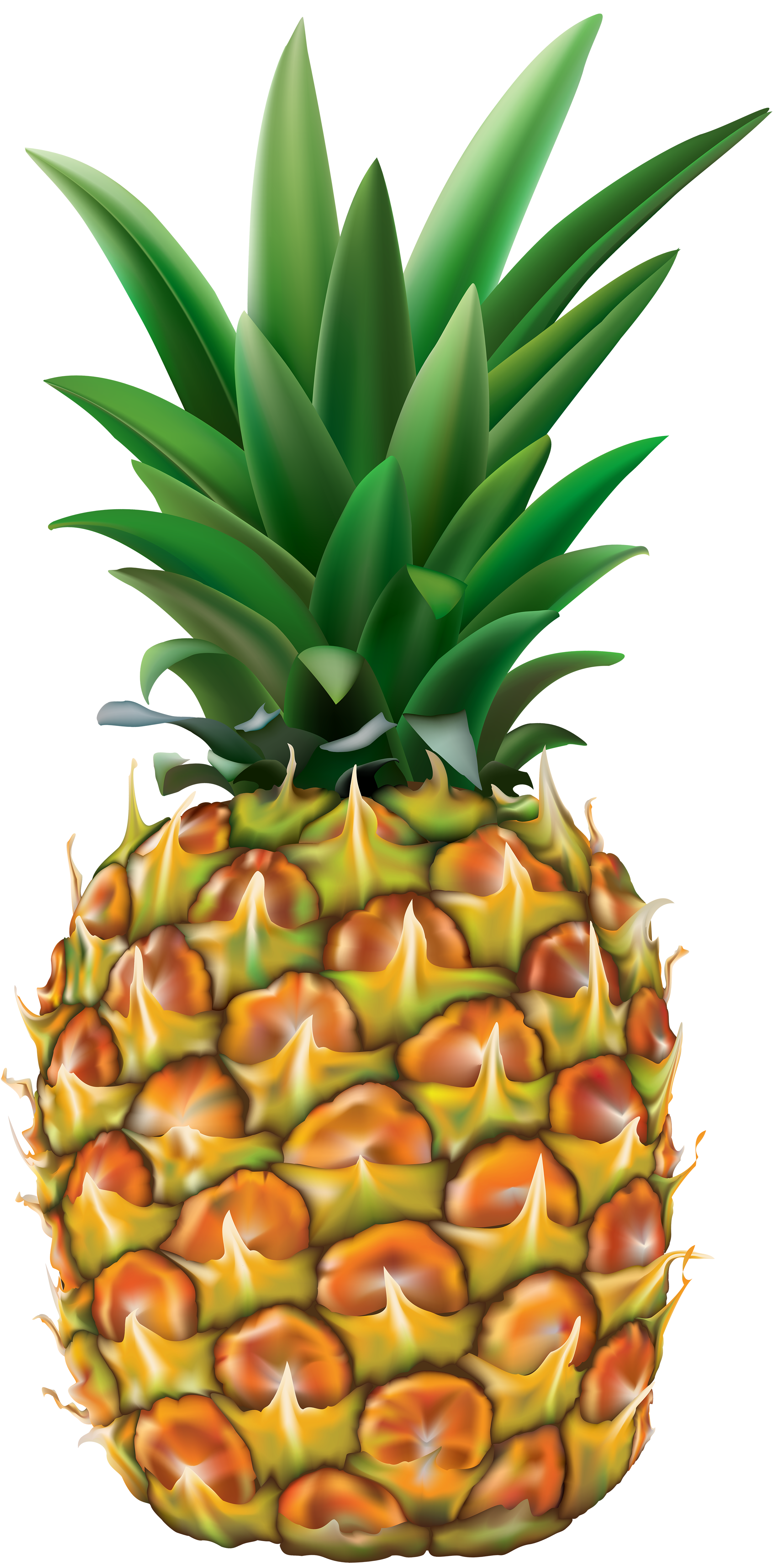 pineapple clipart transparent background pencil and #18456