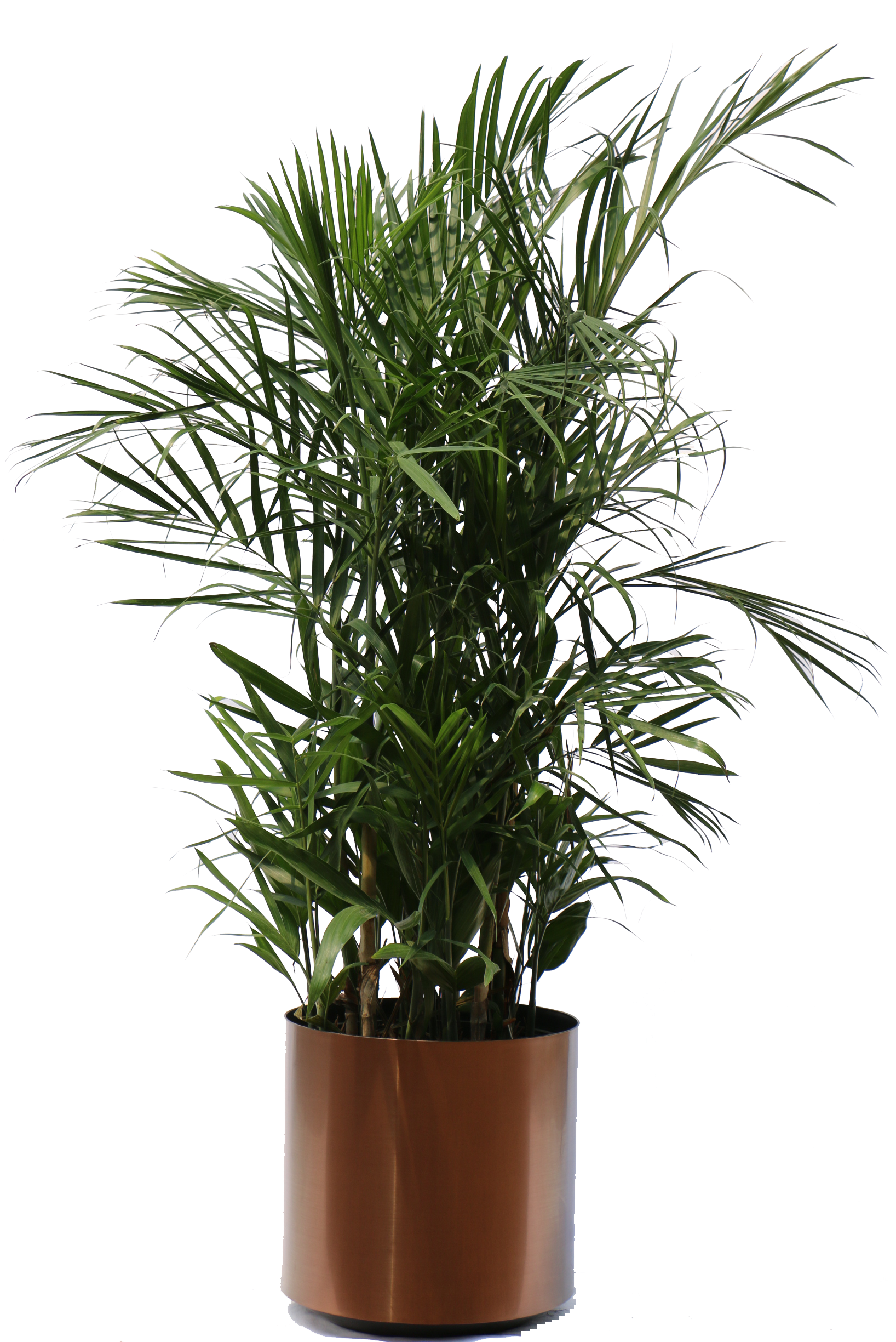 Plant Free Png Images Potted Plant Cartoon Plant Images Free Transparent Png Logos