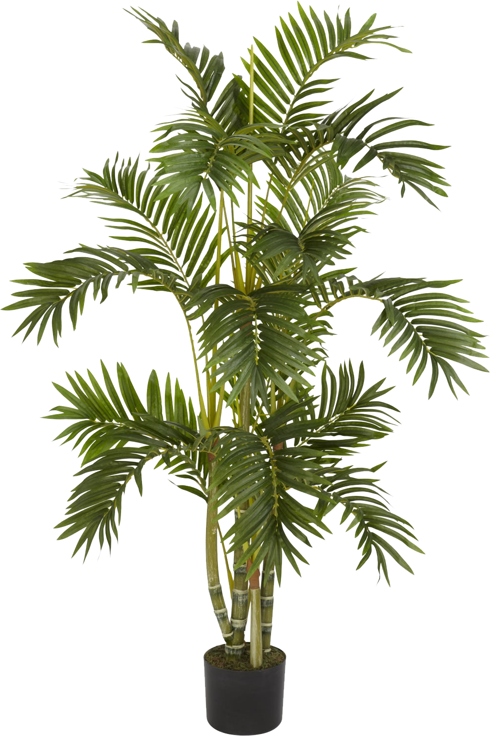 plant png