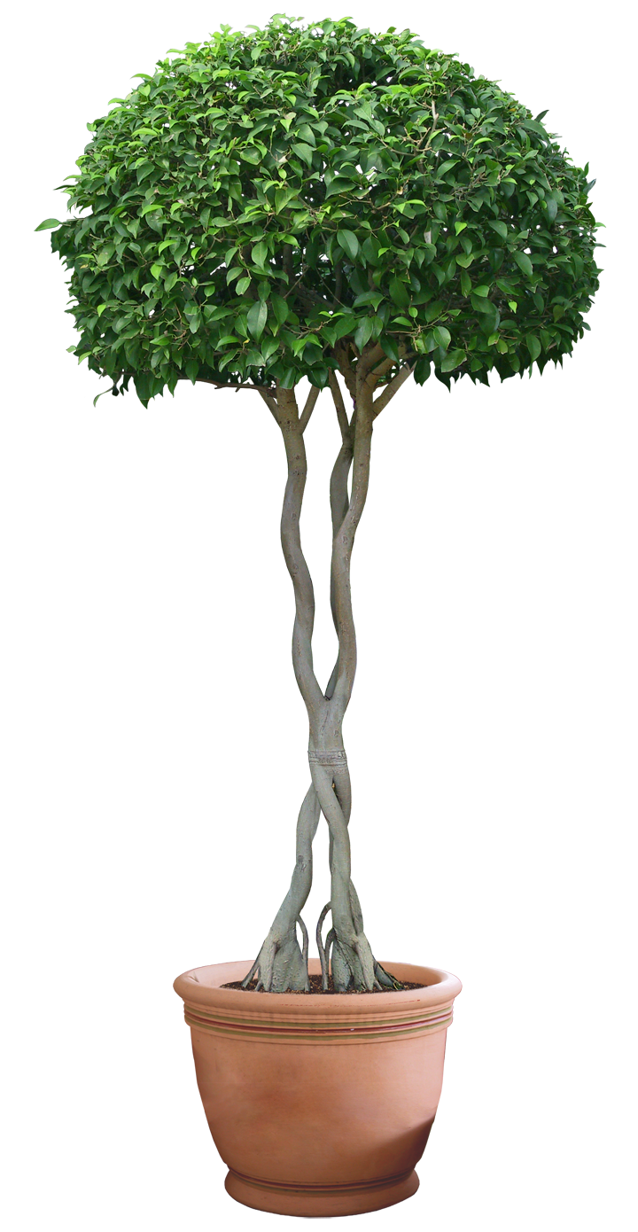 Plant Free PNG Images, Potted Plant, Cartoon Plant Images - Free