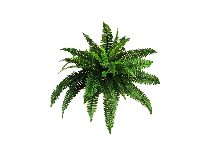 plant png transparent plant images pluspng #9533