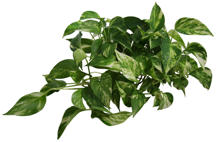 garden plants png