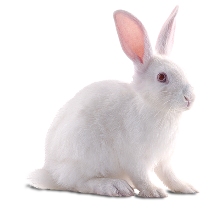 rabbit png transparent images png only #16922