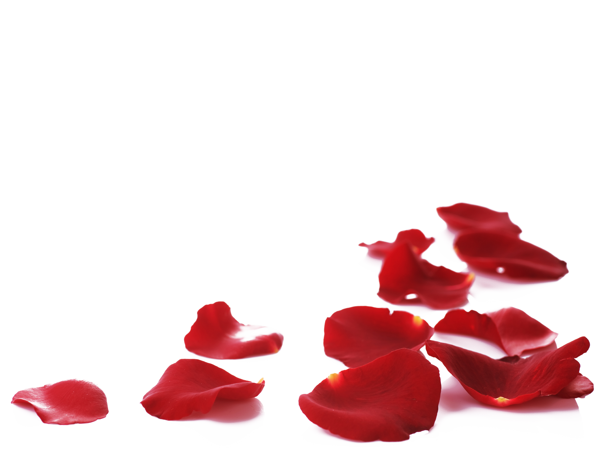 Rose Petals Transparent PNG, Rose Petals Falling, Pink And Red Flower