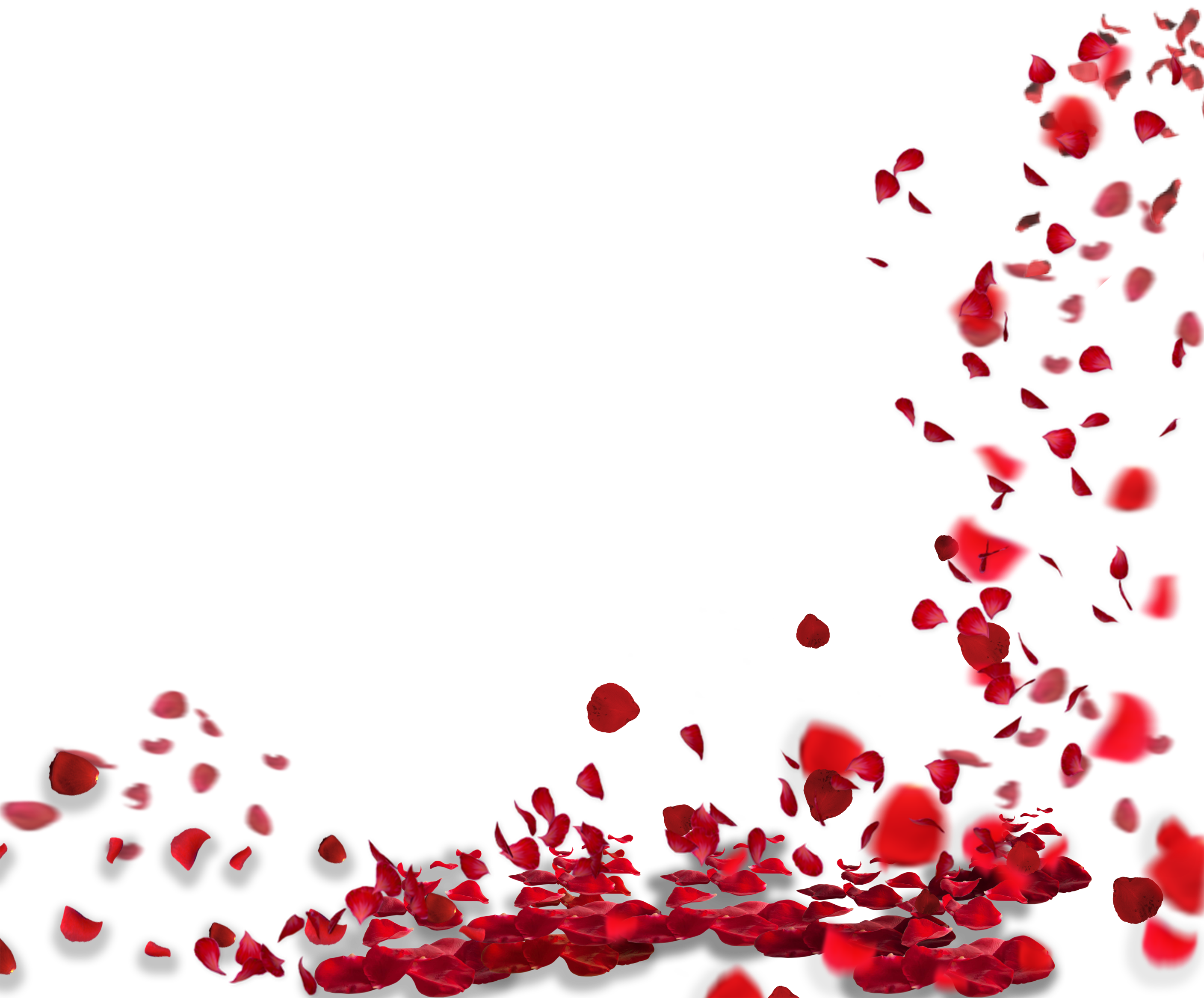 Rose Petal Set Red Transparent Clip Art​