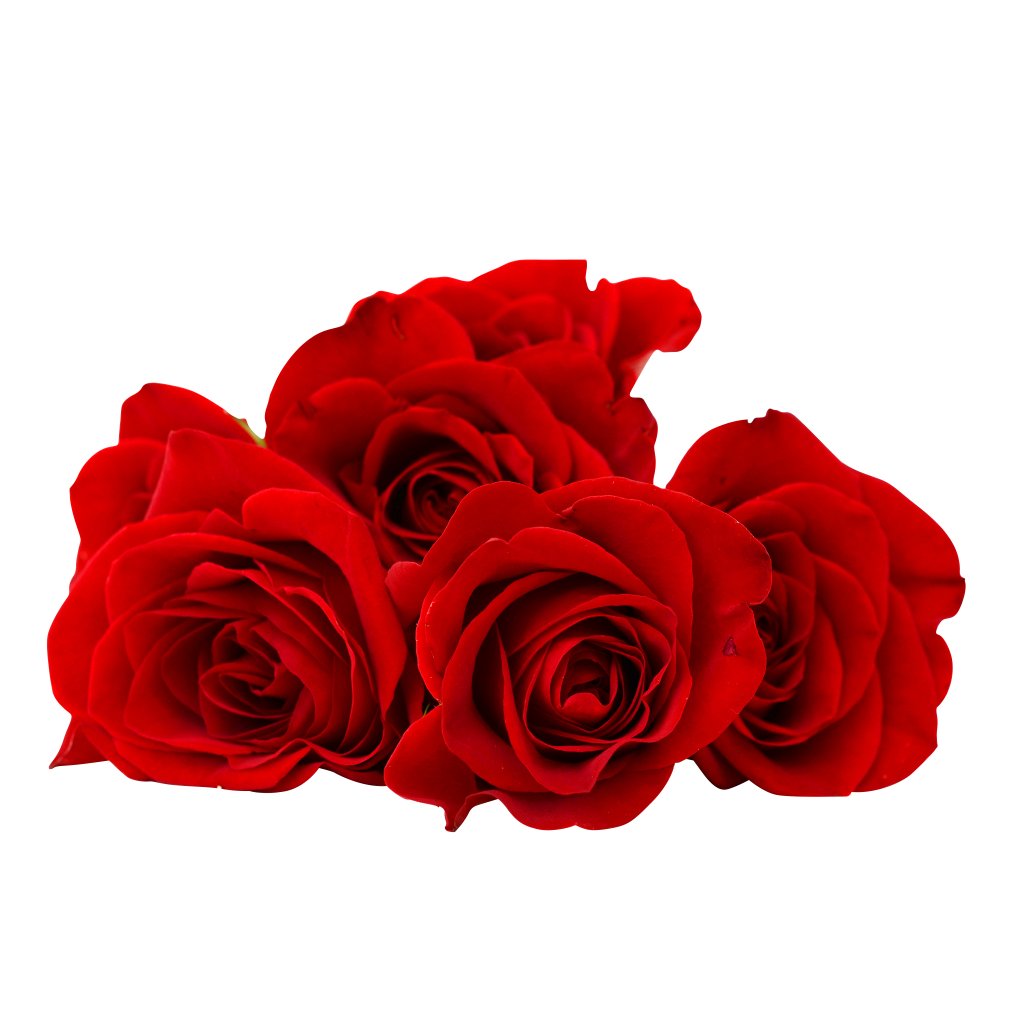 Rose PNG HD Images, Free Rose Clipart Download - Free Transparent ...