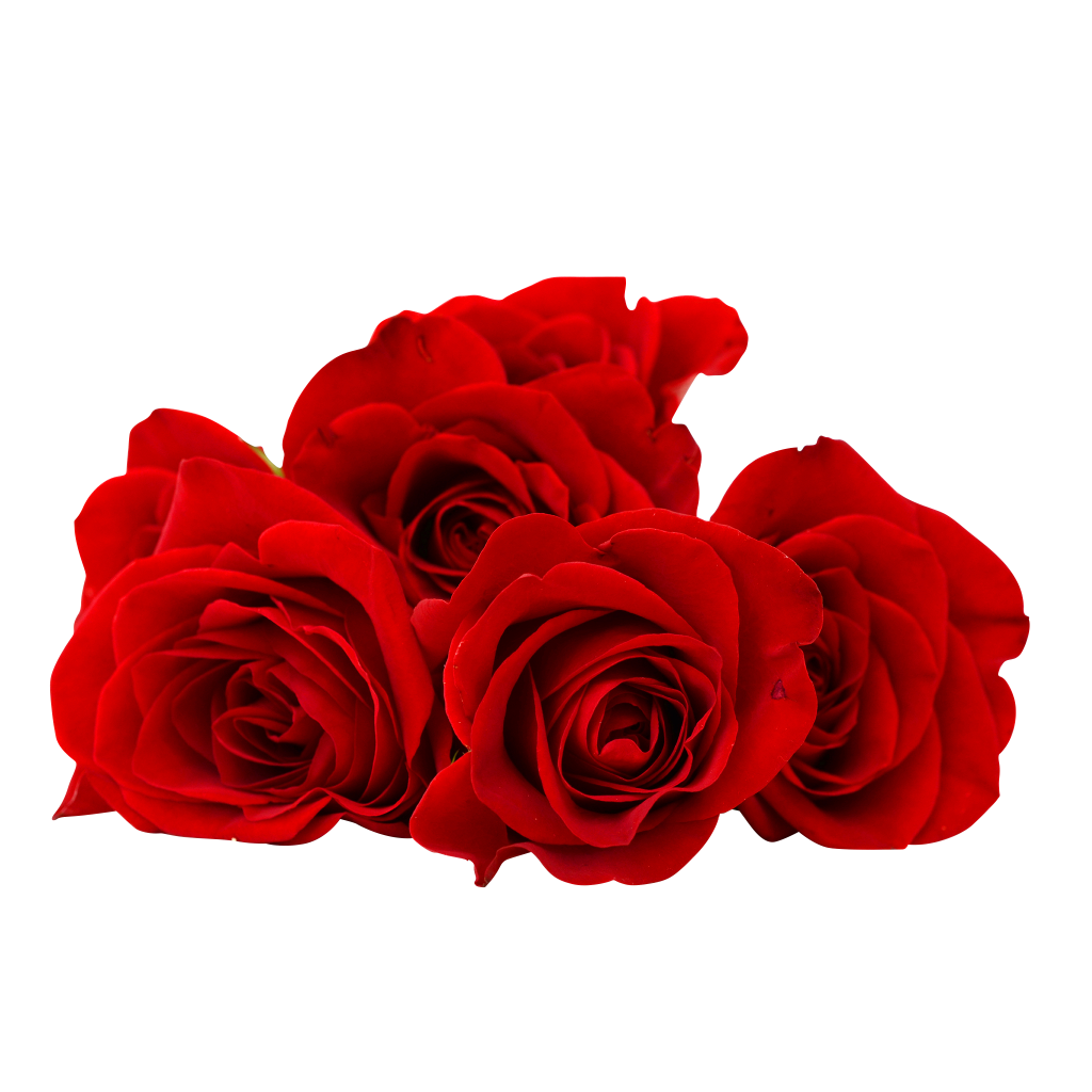 rose plant png