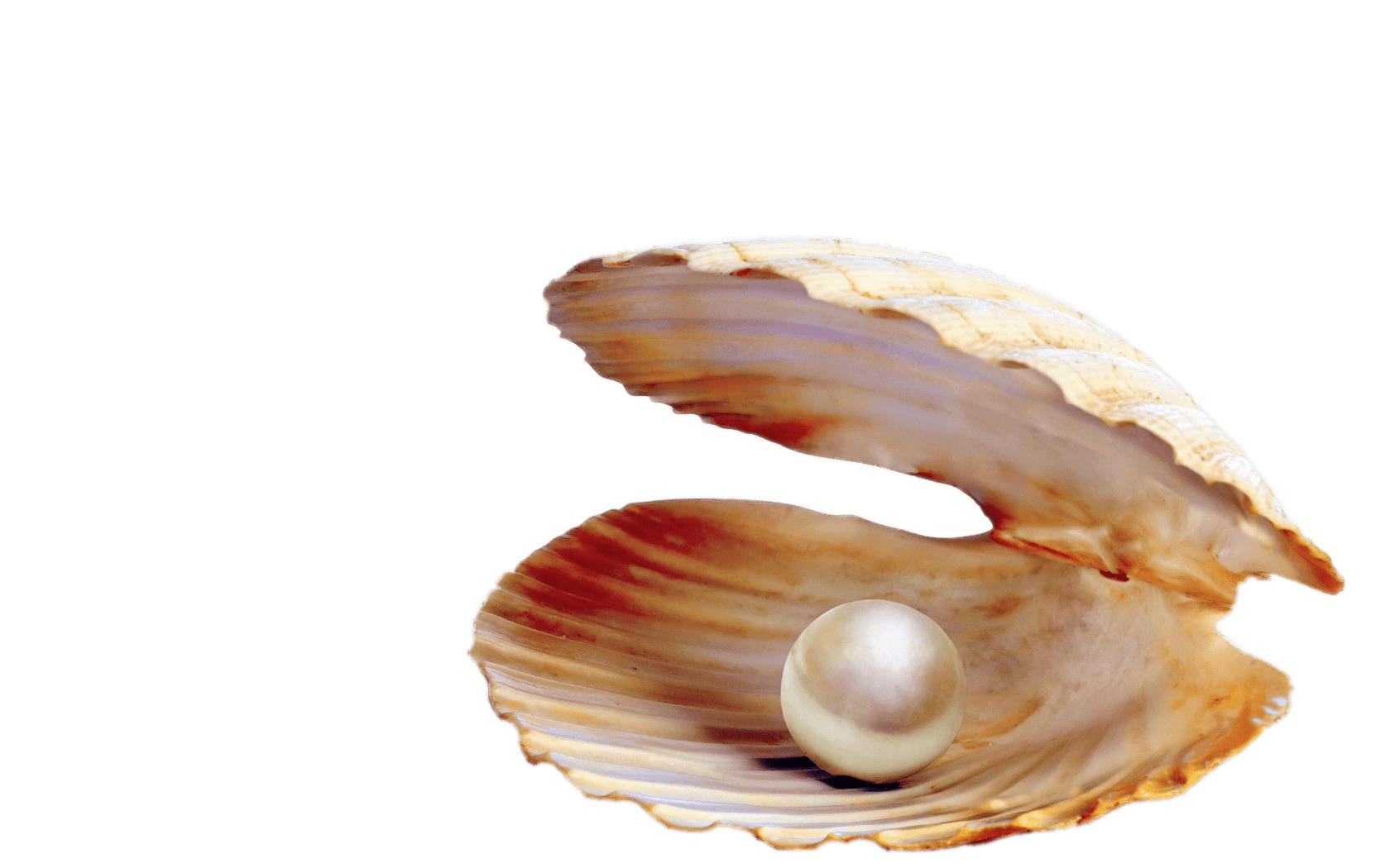 Seashell Clipart, Free Sea Shell PNG images Download - Free Transparent