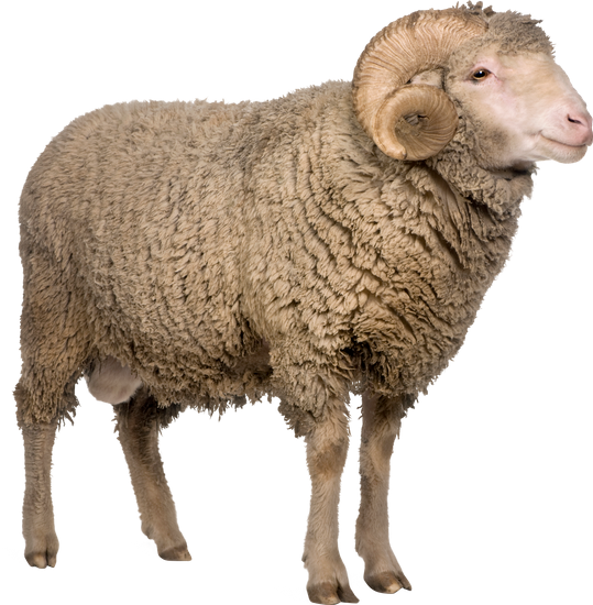 Sheep Png Cartoon Cute Sheep Indian Sheep Png Images Free