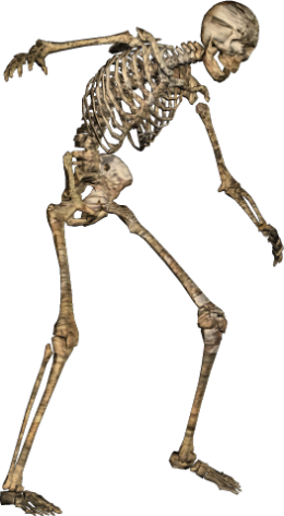 Skeleton