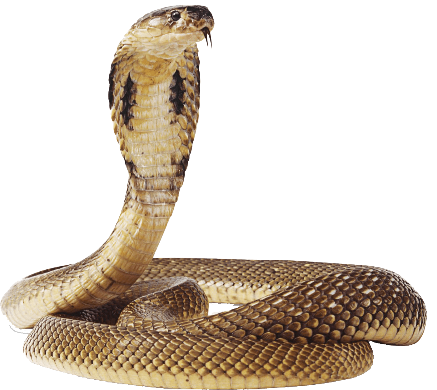 snake python isolated 3d 24485905 PNG