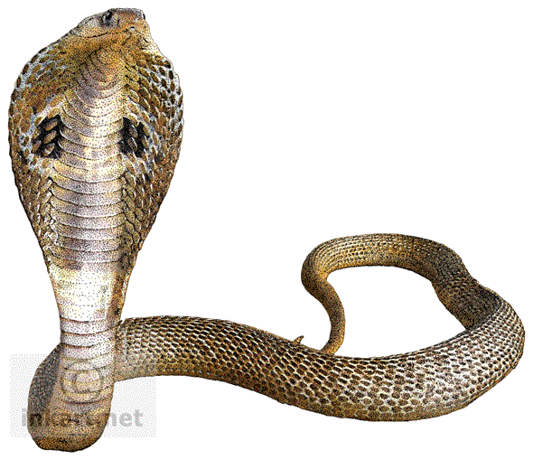 Snake Cartoon png download - 1280*1656 - Free Transparent Metal