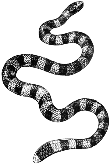 Snake PNG, Boa, Python, Anaconda Snakes Clipart Pictures - Free Transparent  PNG Logos