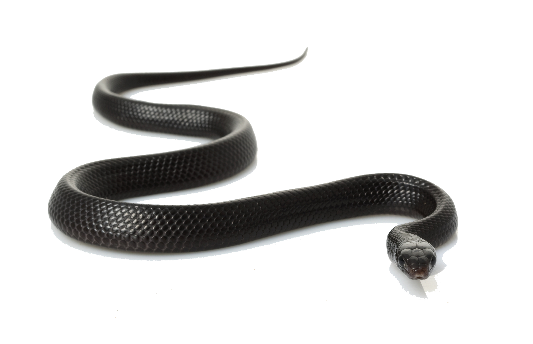 Python Snake Png