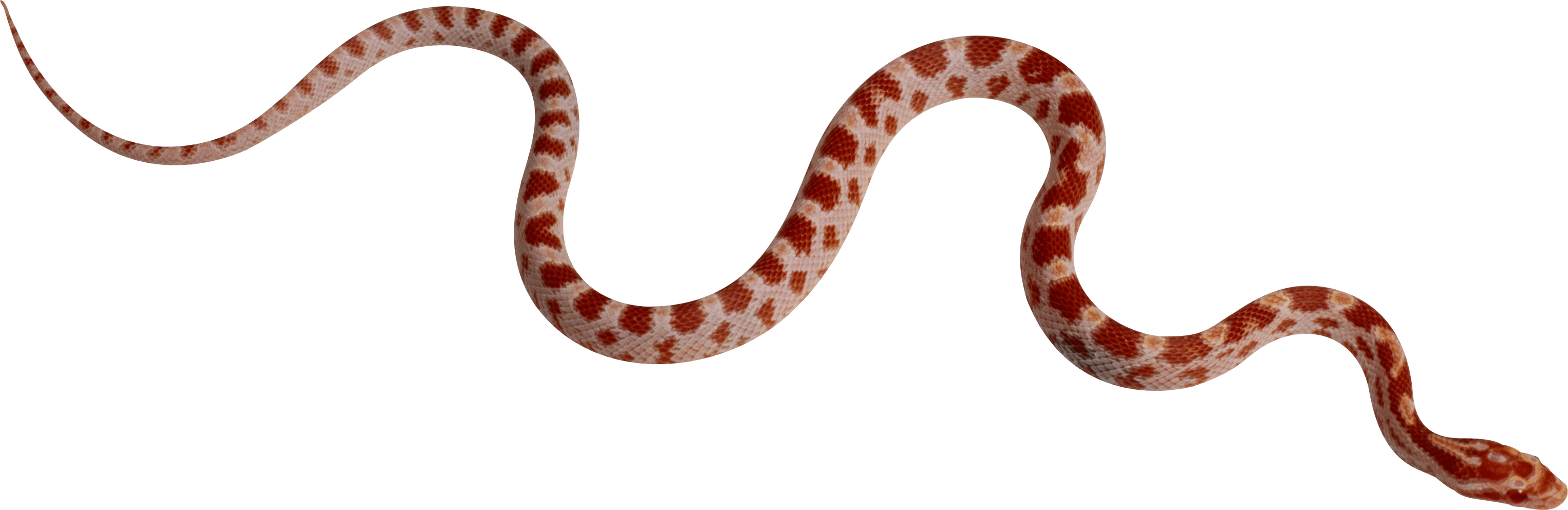 snake python isolated 3d 24486015 PNG