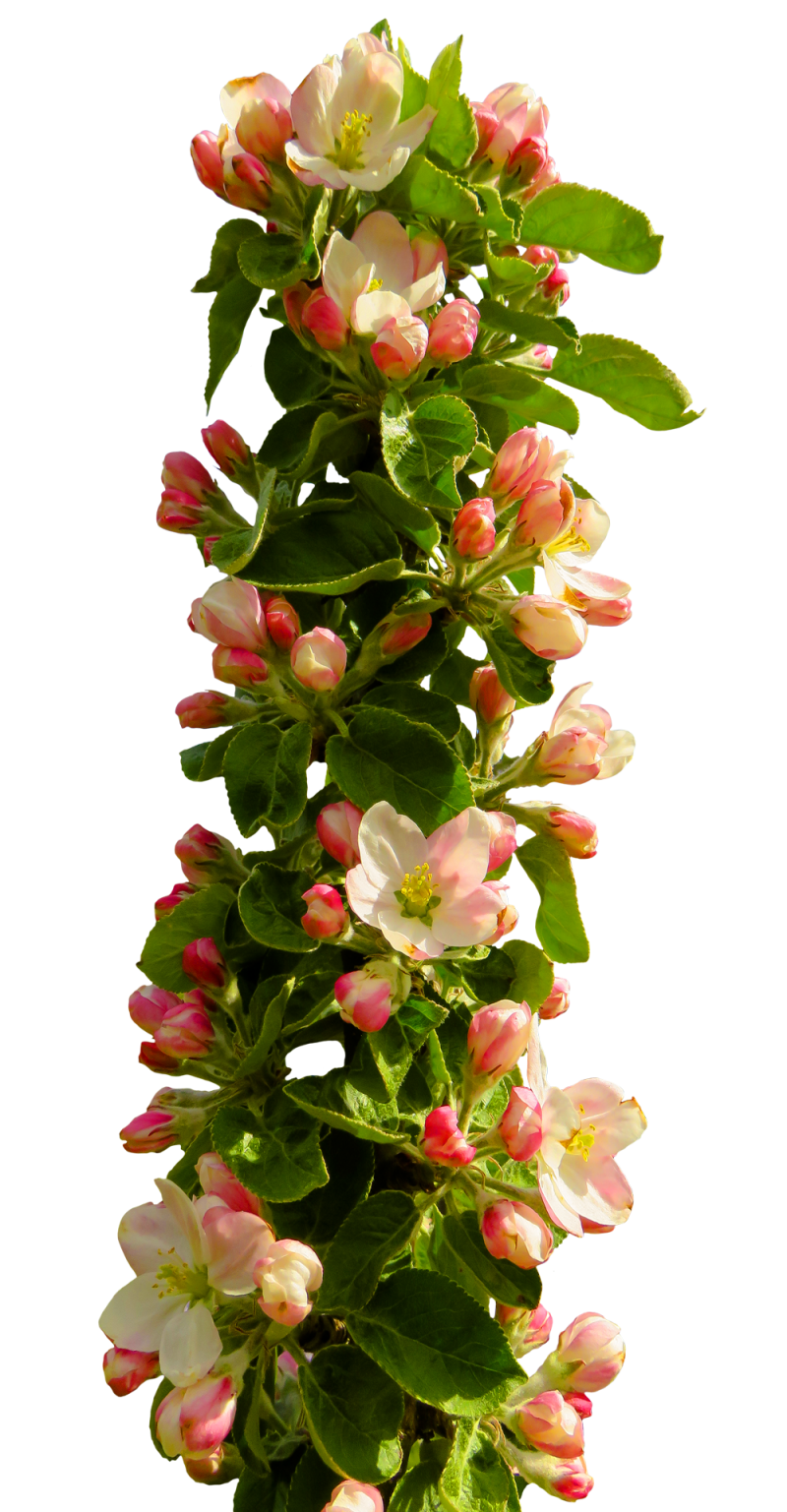 spring coming transparent flowers decoration png #41529