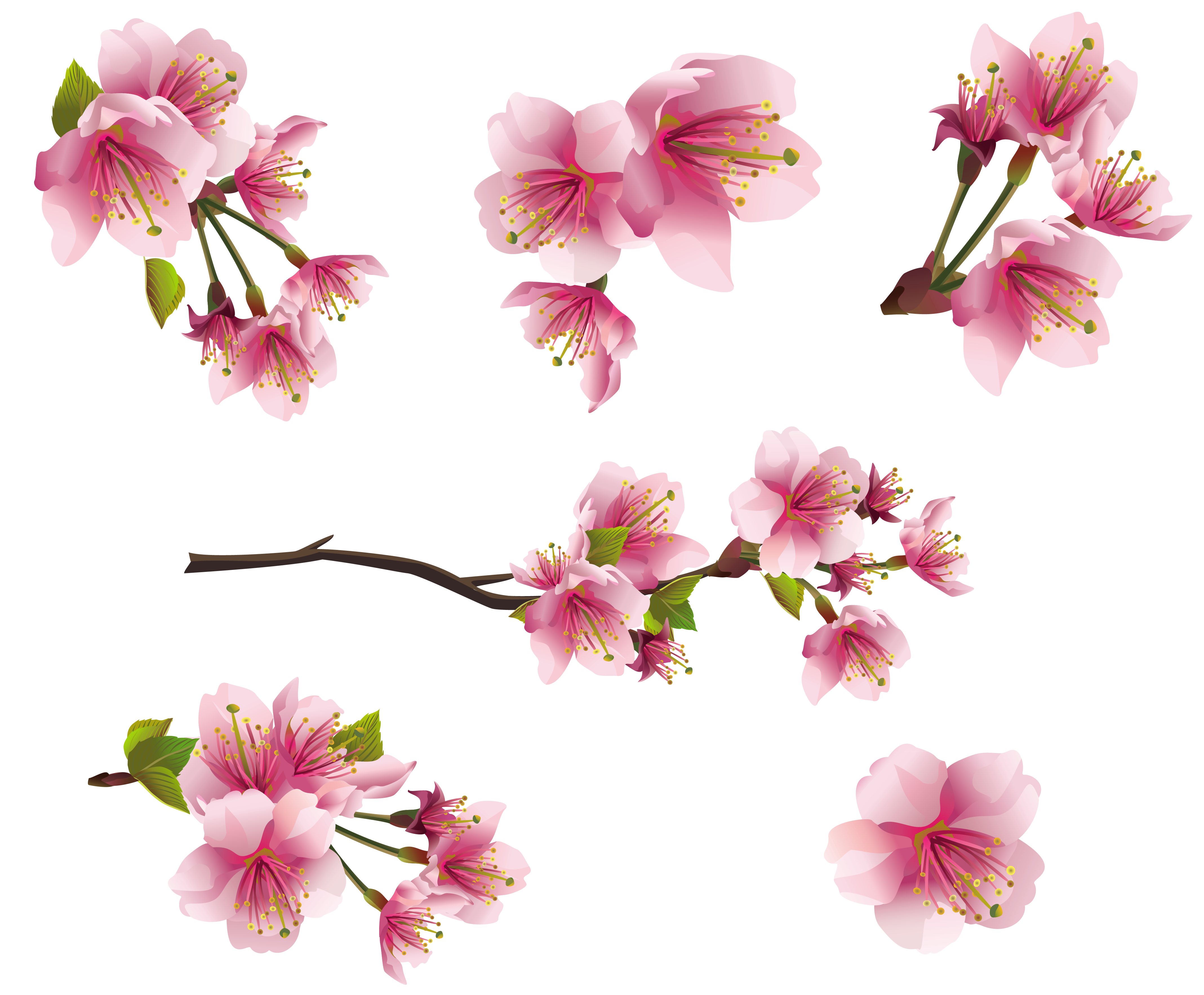 transparent tiny flowers images #41515