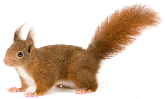 Squirrel