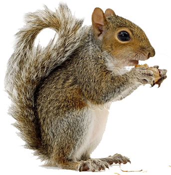 pin transparent png images animal png squirrel #36931