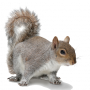 squirrel png transparent images #36974