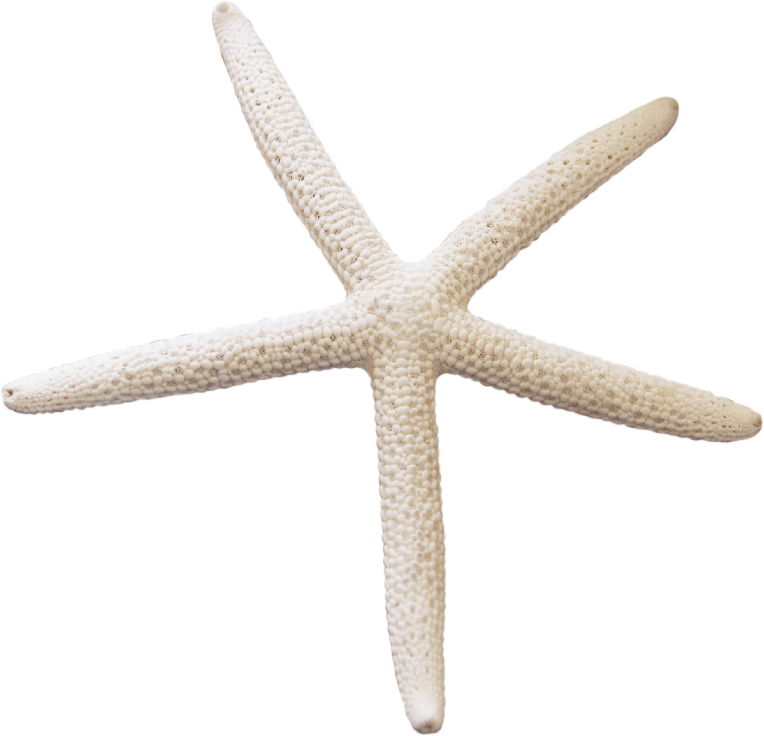 Starfish