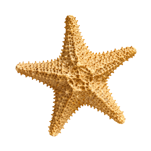 Starfish