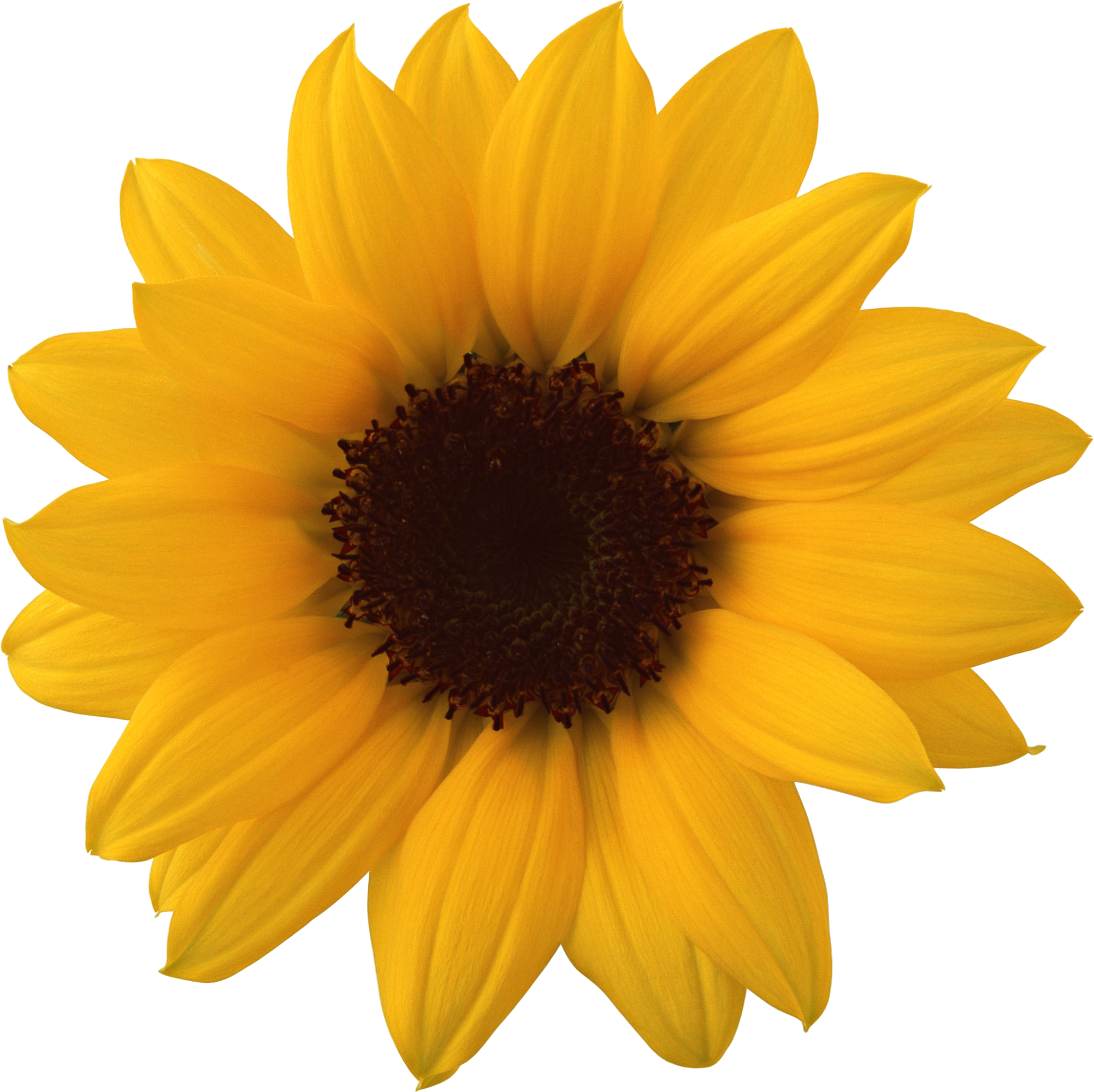 Free Free 339 Transparent Background Stem Sunflower Clipart SVG PNG EPS DXF File