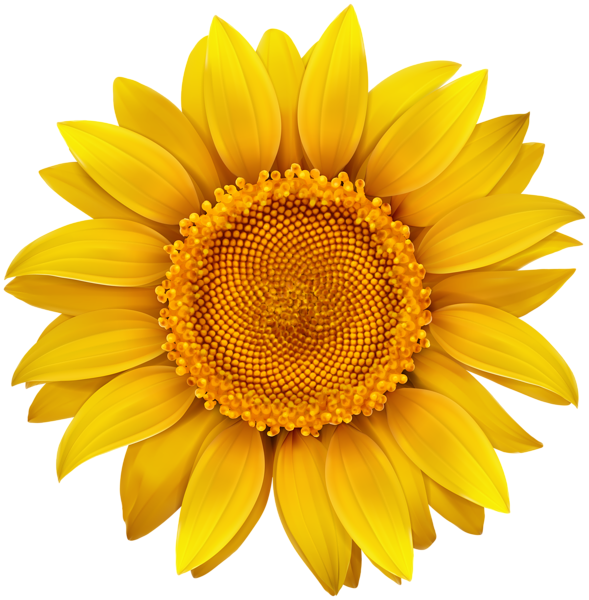 Free Free 315 Clipart Sunflower Png Transparent SVG PNG EPS DXF File