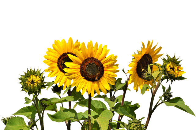 Free Free 273 Transparent Background Stem Sunflower Clipart SVG PNG EPS DXF File