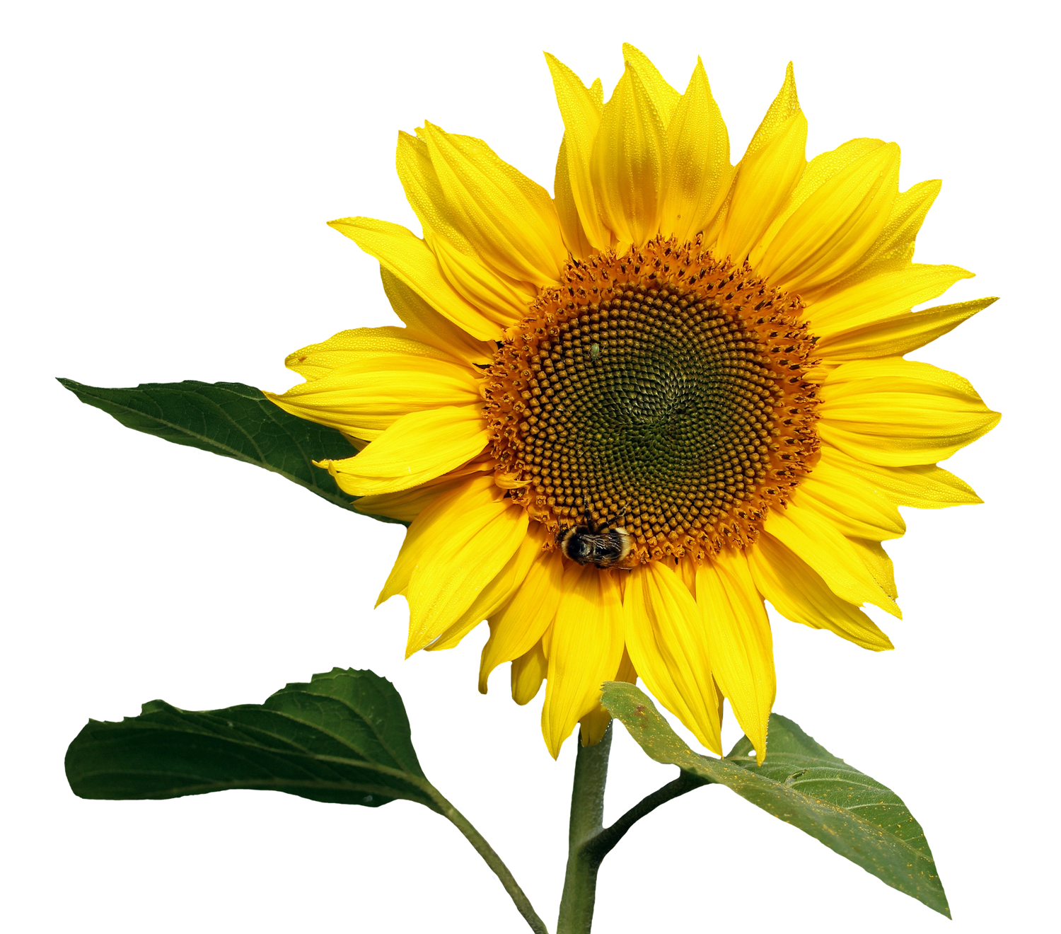 Download Sunflower, Sunflowers PNG Bouquet Transparent images Free ...