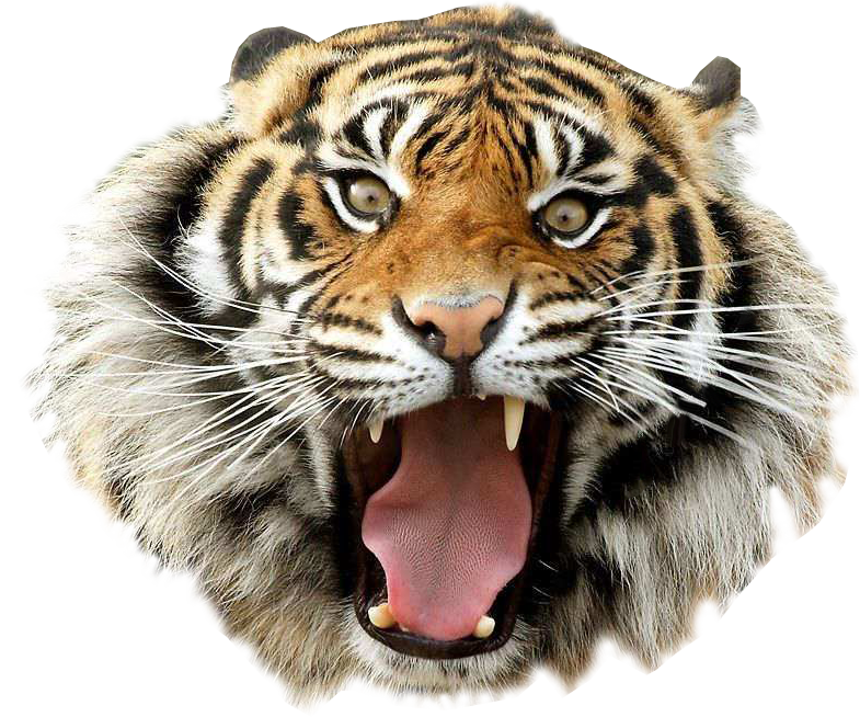 83+ Tiger Logo Png Free Download Download - 4kpng