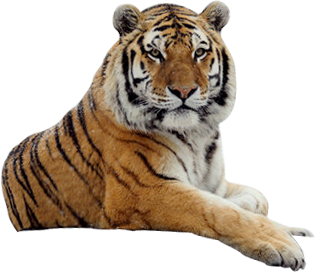 tiger png transparent images #14725