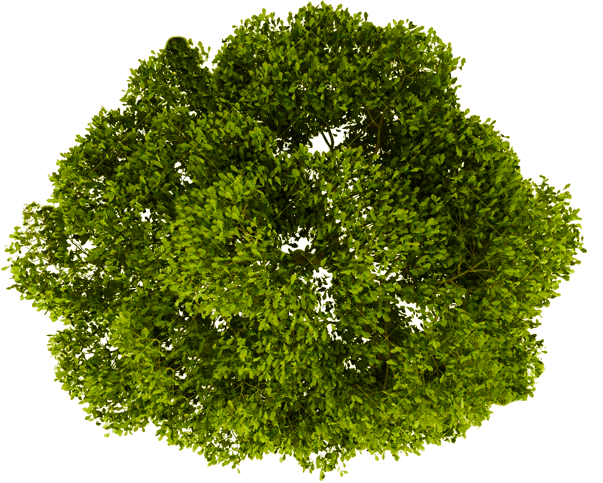 Tree Plan Png Top View Trees Clipart Transparent Free Download Free Transparent Png Logos