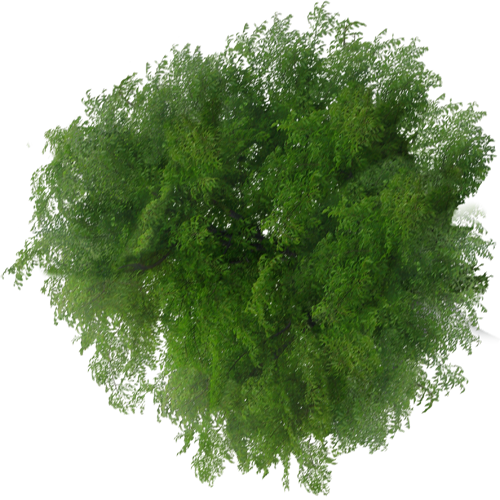 Tree Plan PNG, Top View Trees Clipart Transparent, Free Download - Free ...