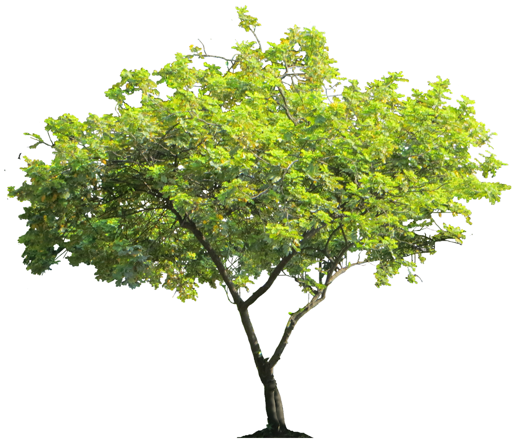 trees background png